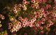 Wave Rock Wildflower Trail - thumb 1
