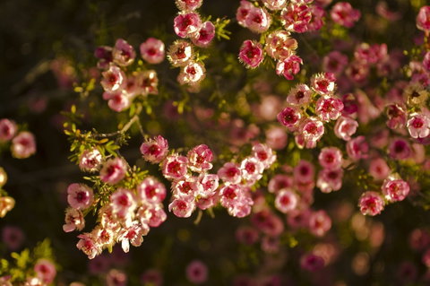 Wave Rock Wildflower Trail - ACT Tourism 1