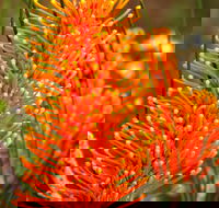 Wongan Hills Wildflowers - ACT Tourism