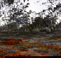 Woylie Walk Dryandra Woodland - ACT Tourism