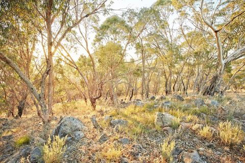 Alpine Views Walk - ACT Tourism 0