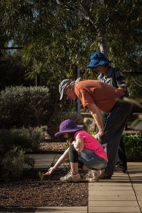 Australian Arid Lands Botanic Garden - ACT Tourism 1