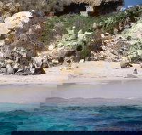 Australian Sea Lions - ACT Tourism
