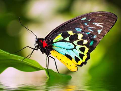 Australian Butterfly Sanctuary - ACT Tourism 1