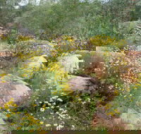 Ben Hall's Cave Walking Track - ACT Tourism
