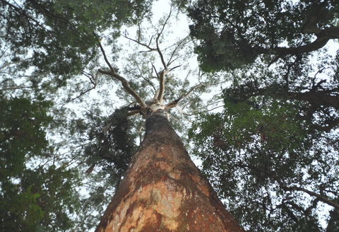 Bird Tree And Benaroon - ACT Tourism 0