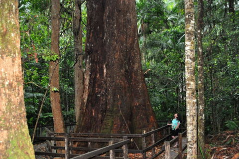 Bird Tree And Benaroon - ACT Tourism 1