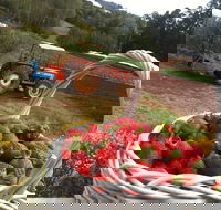 Blue Hills Berries and Cherries - ACT Tourism