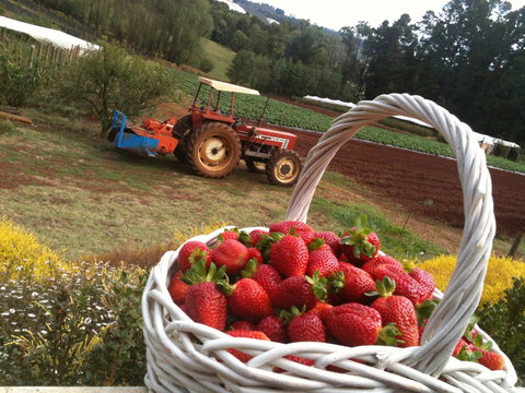 Blue Hills Berries And Cherries - ACT Tourism 0