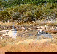 Cape Keraudren Nature Reserve - ACT Tourism