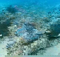 Child Island Dive Site - ACT Tourism