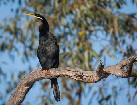 Greenough River Nature Trail - ACT Tourism 0
