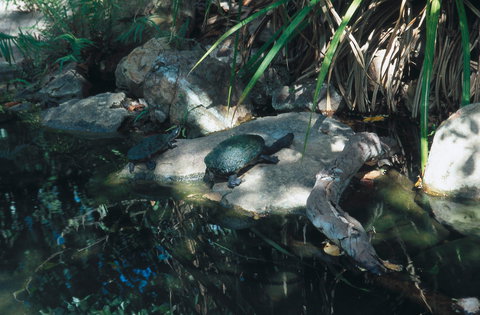 Howard Springs Nature Park - ACT Tourism 0