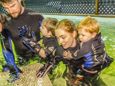 Irukandji Shark And Ray Encounters - ACT Tourism 1