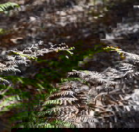 Langwarrin Flora and Fauna Reserve Walking Trails - ACT Tourism