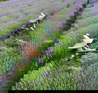 Lavandula Swiss Italian Farm - ACT Tourism