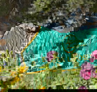 Living Legends The International Home of Rest for Champion Horses - ACT Tourism