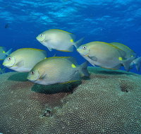 Lodestone Reef - ACT Tourism