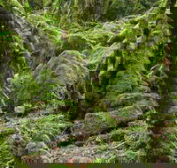 Lyrebird Walking Track - ACT Tourism