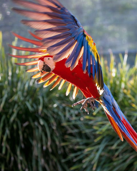 Maleny Botanic Gardens And Bird World - ACT Tourism 1