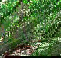 Mary Cairncross Scenic Reserve - ACT Tourism