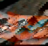 Opalton - ACT Tourism