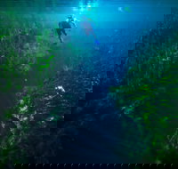 Piccaninnie Ponds Conservation Park - ACT Tourism