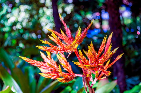 Queens Gardens - ACT Tourism 2