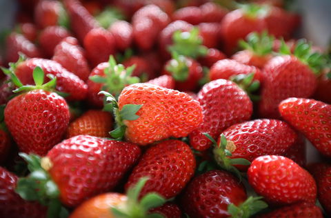 Ricardoes Tomatoes And Strawberries Farm, Port Macquarie - ACT Tourism 1