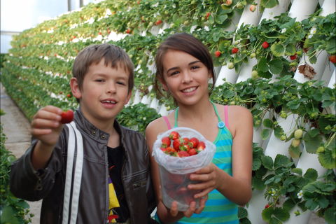 Ricardoes Tomatoes And Strawberries Farm, Port Macquarie - ACT Tourism 2
