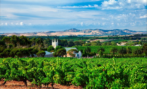 Seppeltsfield Road Barossa Valley - ACT Tourism 1