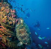 SS Yongala Dive Site - ACT Tourism