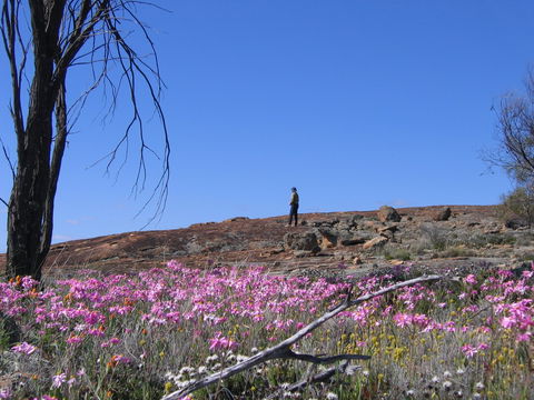 Talgomine Reserve - ACT Tourism 0