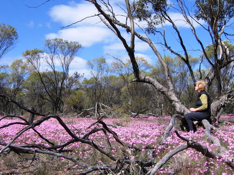 Talgomine Reserve - ACT Tourism 1