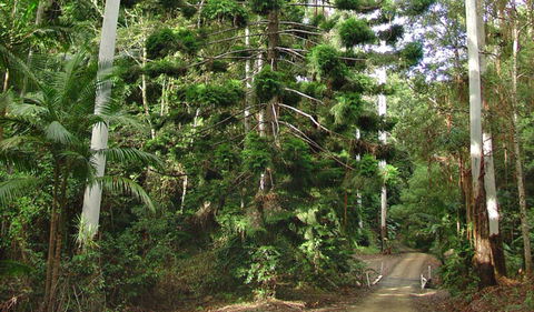 Way Way Creek Road Drive - ACT Tourism 0