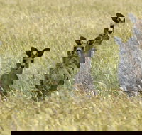 Woodlands Historic Park - ACT Tourism