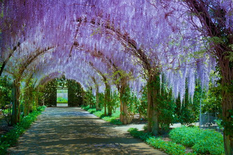 Alowyn Gardens And Nursery - ACT Tourism 0