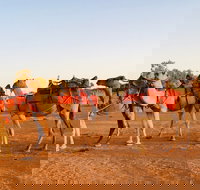 Broken Hill Camels - ACT Tourism