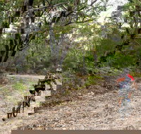 Cawleys Road trail - ACT Tourism