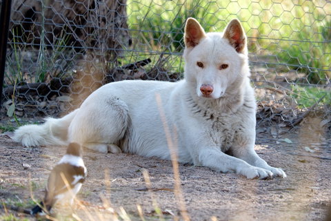 Durong Dingo Sanctuary - ACT Tourism 0