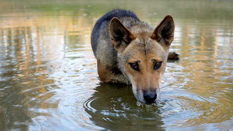Durong Dingo Sanctuary - ACT Tourism 1