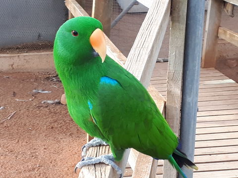 Eyre Reptile & Wildlife Park - ACT Tourism 0