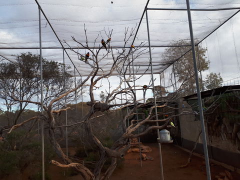 Eyre Reptile & Wildlife Park - ACT Tourism 2