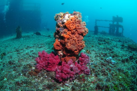 HMAS Brisbane Dive Site - ACT Tourism 0