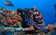HMAS Brisbane Dive Site - thumb 2