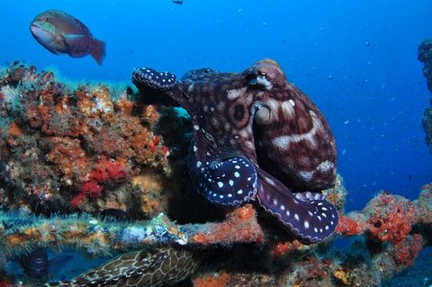 HMAS Brisbane Dive Site - ACT Tourism 2