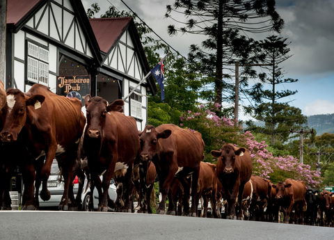 Jamberoo - ACT Tourism 0