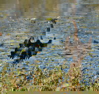 Lake Apex Park - ACT Tourism