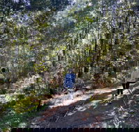 Lyrebird Circuit Walk - ACT Tourism