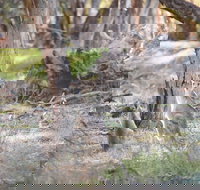 Nyah Vinifera Park - ACT Tourism